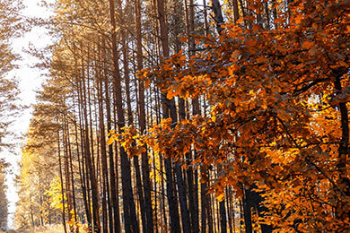 开云-国王力克篮网，杜兰特完成帽子戏法：一场世纪大战的精彩瞬间