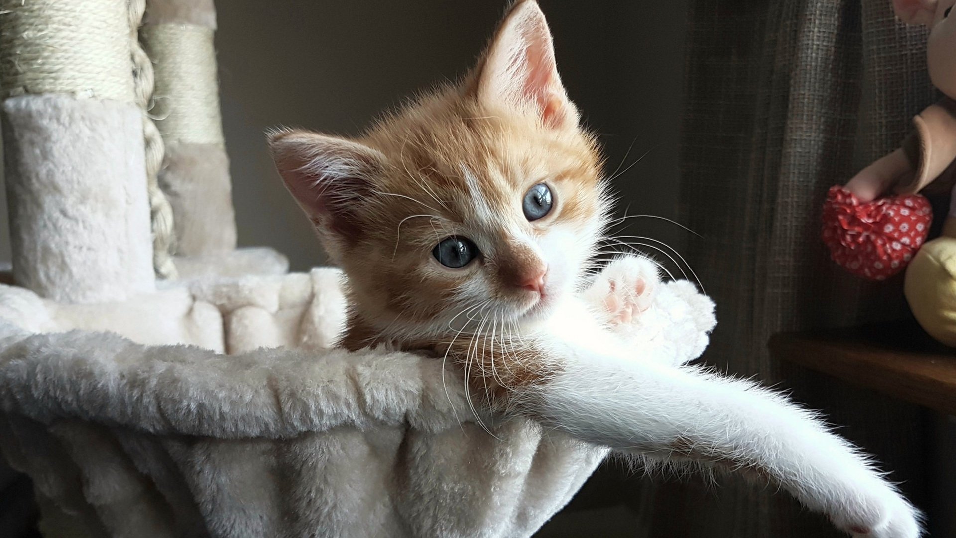 洪都拉斯粉碎尤文，无名小卒帕尔默如何一夜成为关键先生？