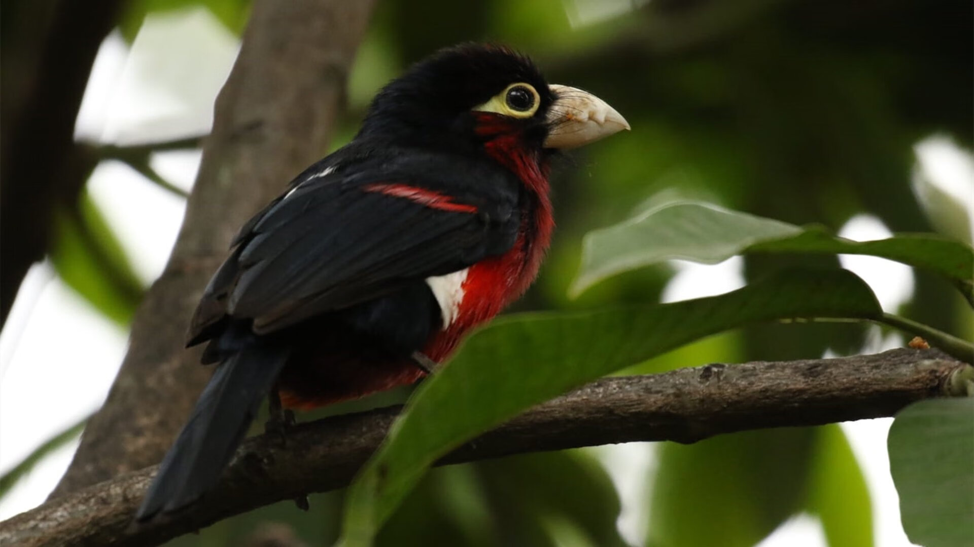 格列兹曼,从全队大脑到进攻核心的华丽转身—评葡萄牙体育对阵比利亚雷亚尔一役